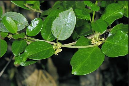 Gymnema leśna – Gymnema sylvestre