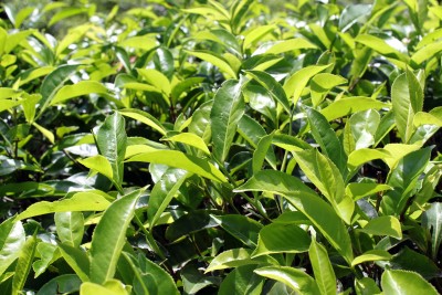 Herbata – Camellia sinensis