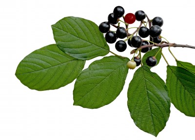 Jagoda maqui – Aristotelia chilensis