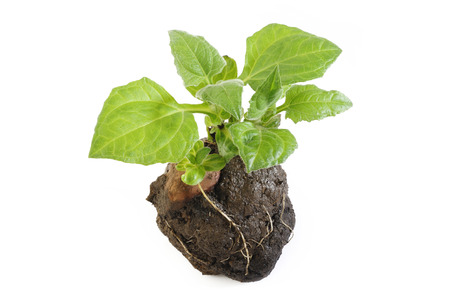 Jakon – Smallanthus sonchifolius