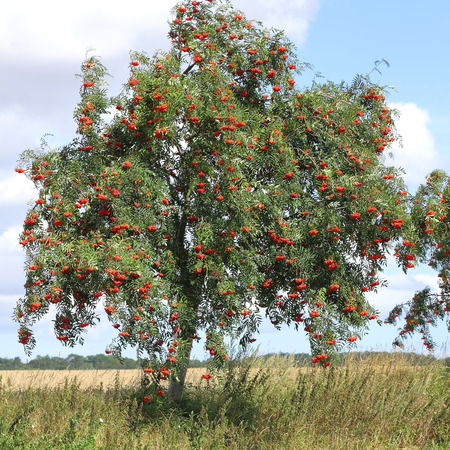 Jarząb pospolity – Sorbus aucuparia