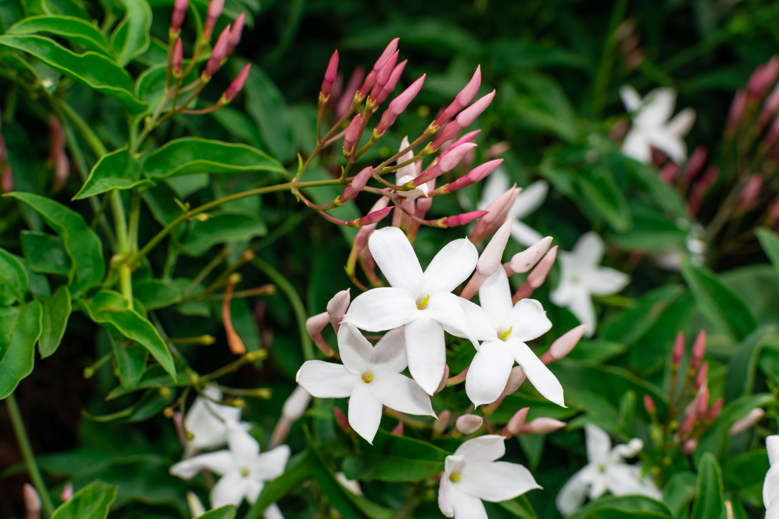 Jaśmin – Jasminum officinale