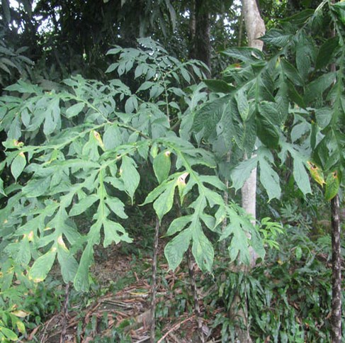 Jergon Sacha – Dracontium spruceanum