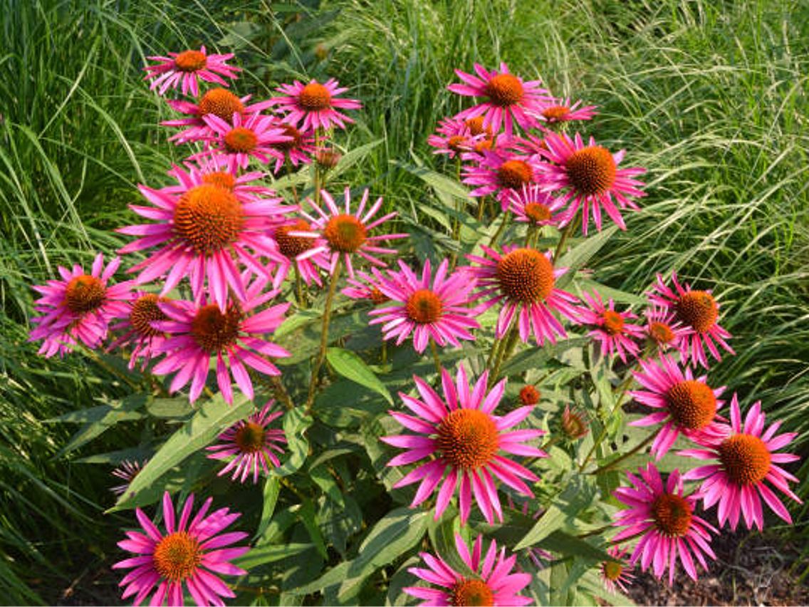 Jeżówka purpurowa – Echinacea purpurea