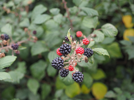 Jeżyna fałdowana – Rubus fruticosus