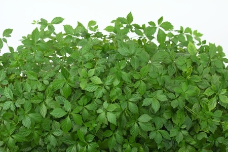 Jiaogulan – Gynostemma pentaphyllum