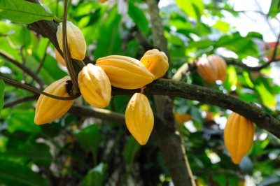 Kakaowiec właściwy – Theobroma cacao