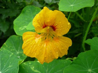 Kapucynka większa – Tropaeolum majus