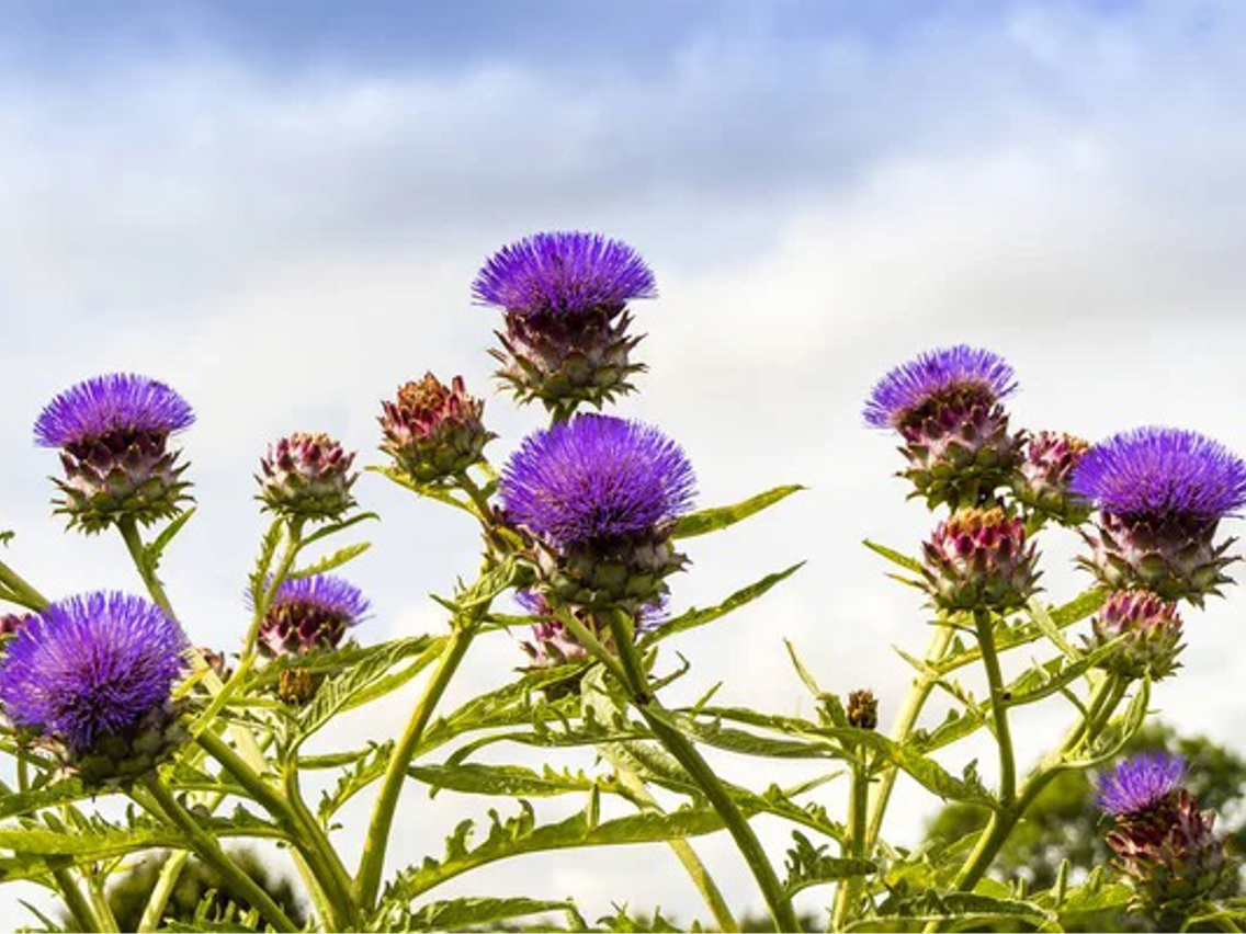 Karczoch zwyczajny – Cynara scolymus