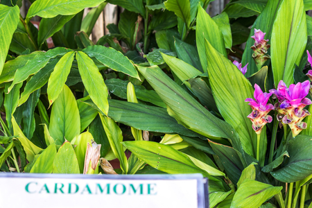 Kardamon – Elettaria cardamomum