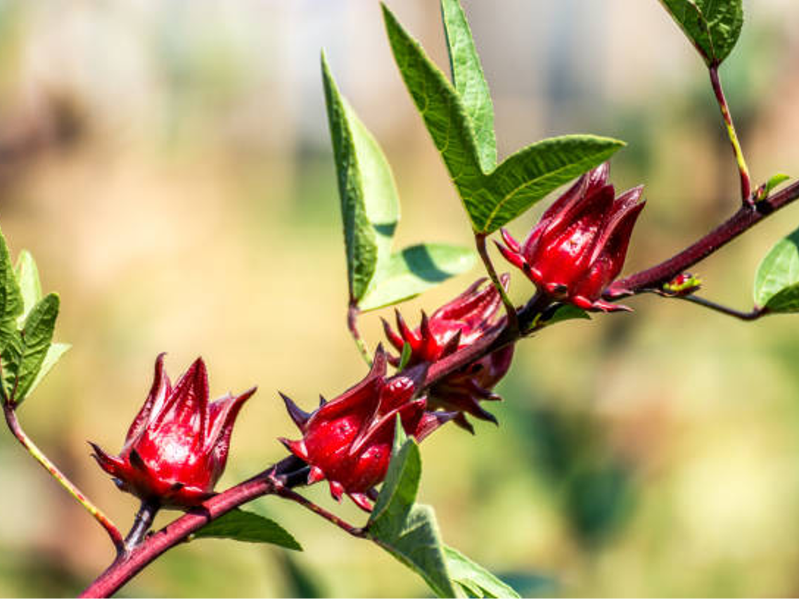 Karkade – Hibiskus sabdariffa