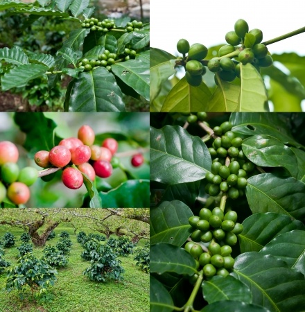 Kawowiec arabski – Coffea arabica