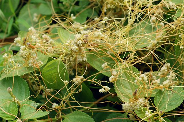 Kokotnica chińska – Cuscuta chinensis