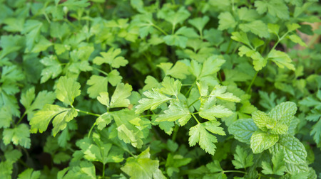 Kolendra – Coriandrum sativum