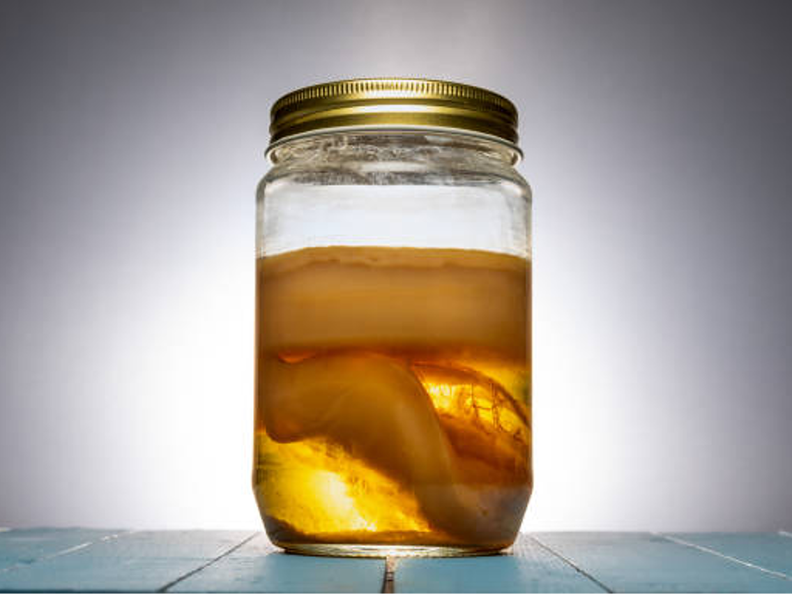 Kombucha – grzyb herbaciany