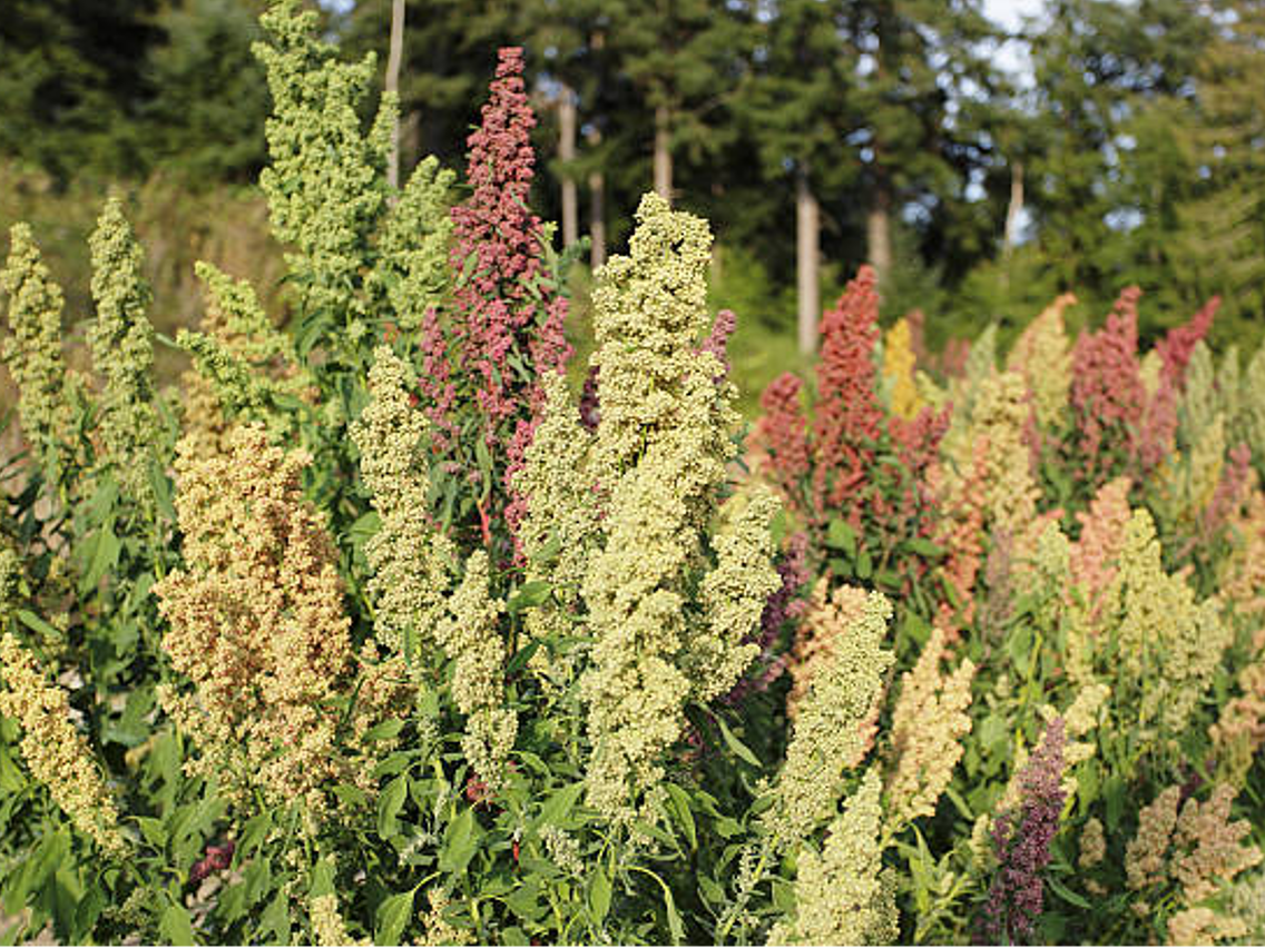 Komosa ryżowa – Chenopodium quinoa