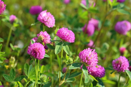 Koniczyna łąkowa – Trifolium pratense