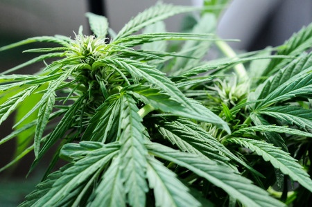 Konopia – Cannabis sativa
