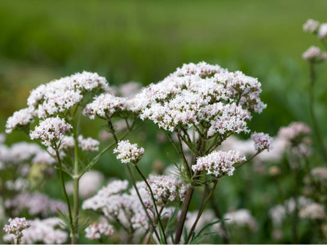 Kozłek lekarski – Valeriana officinalis