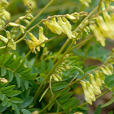 Kozieniec błoniasty – Astragalus membranaceus