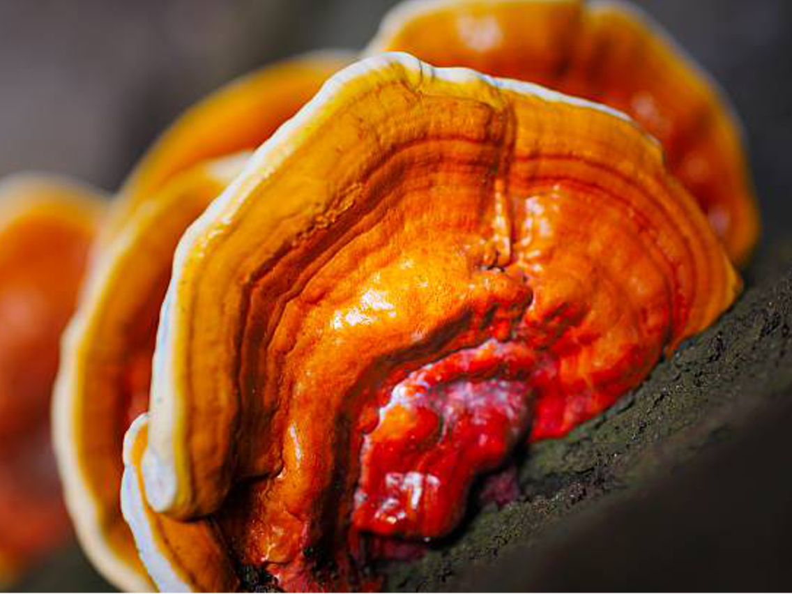 Lakownica lśniąca – Ganoderma lucidum