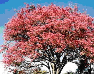 Lapacho – Tabebuia impetiginosa