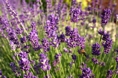 Lawenda lekarska – Lavandula angustifolia