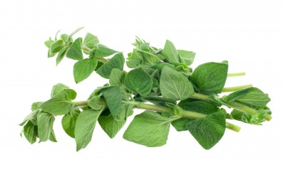 Lebiodka pospolita – Origanum vulgare
