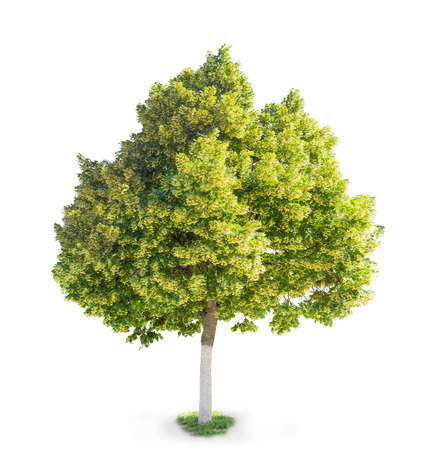 Lipa drobnolistna – Tilia cordata