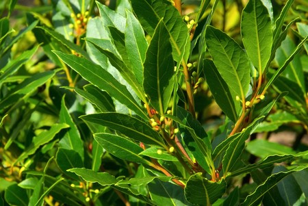 Liść laurowy – Laurus nobilis