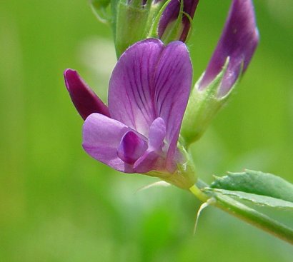 Lucerna siewna – Medicago sativa