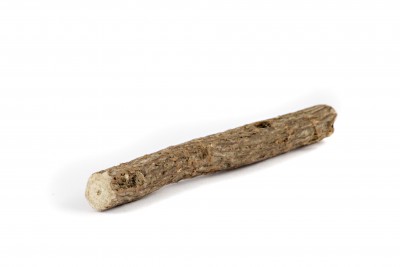 Lukrecja gładka – Glycyrrhiza glabra