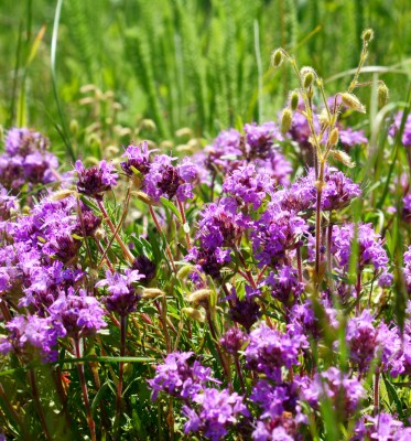 Macierzanka – Thymus serpyllum