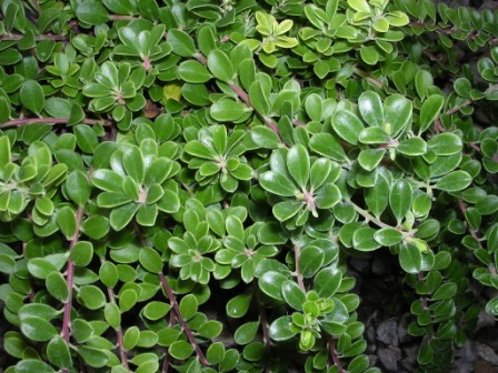 Mącznica lekarska – Arctostaphylos uva-ursi