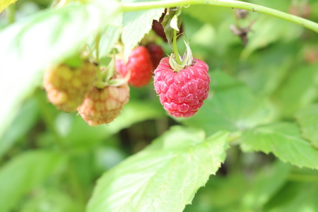 Malina właściwa – Rubus idaeus