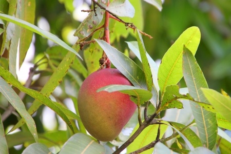 Mango – Mangifera indica