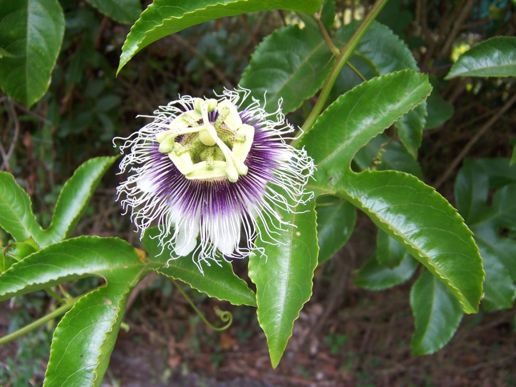 Marakuja – Passiflora edulis