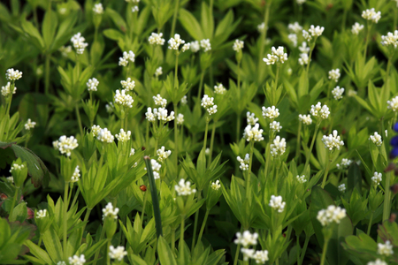 Marzanka wonna – Asperula odorata