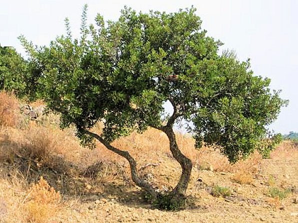 Mastyks – Pistacia lentiscus