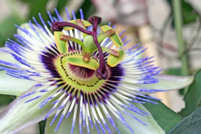 Męczennica cielista – Passiflora incarnata