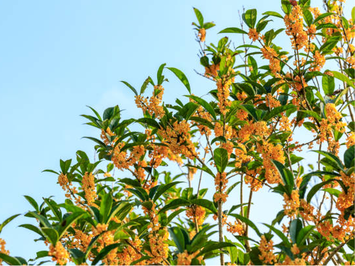 Miechunka peruwiańska – Goldenberries