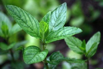 Mięta pieprzowa – Mentha piperita