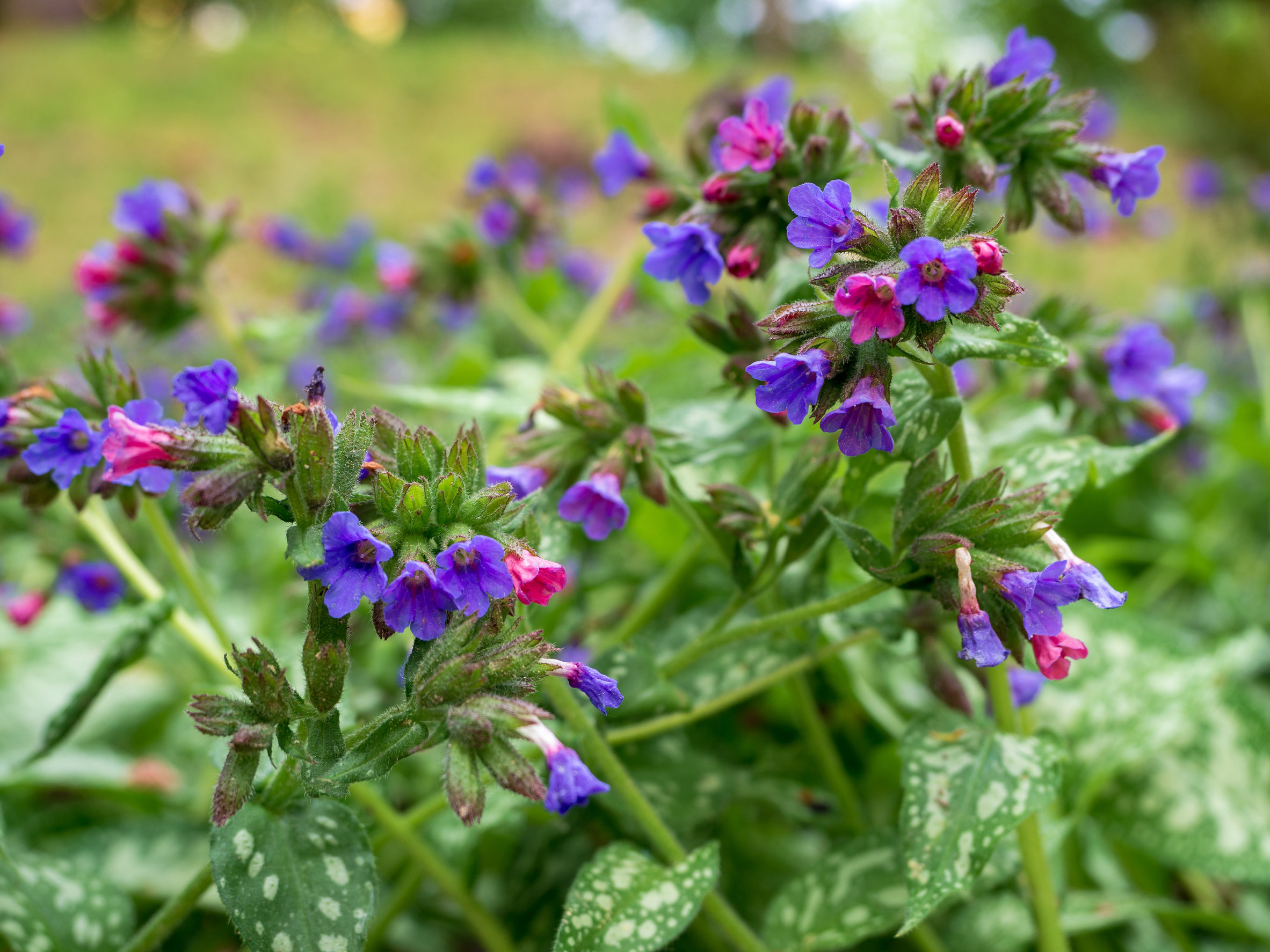 Miodunka lekarska – Pulmonaria officinalis