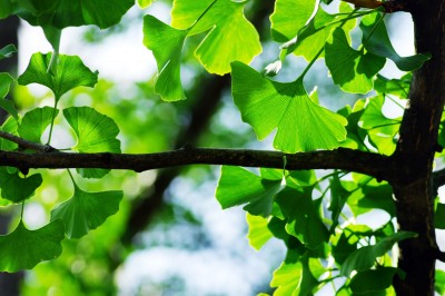 Miłorząb dwuklapowy – Ginkgo biloba