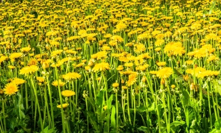 Mniszek lekarski – Taraxacum officinale