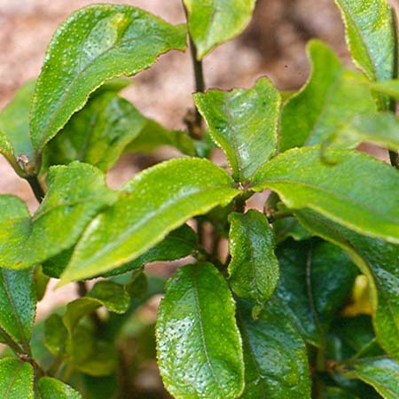 Morinda właściwa – Morinda officinalis