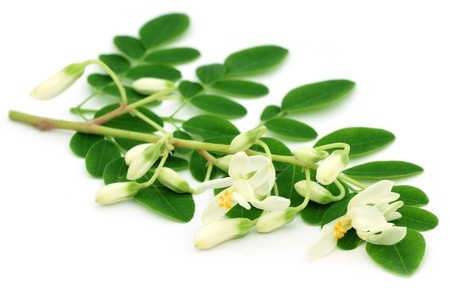 Moringa olejodajna – Moringa oleifera