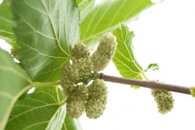 Morwa biała – Morus alba
