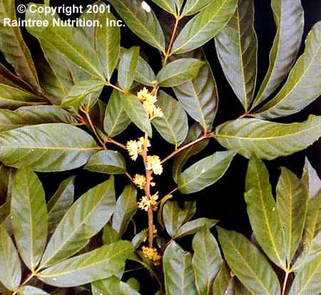 Muira puama – Ptychopetalum olacoides