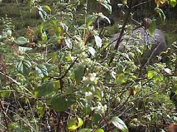 Muña muña – Minthostachys setosa